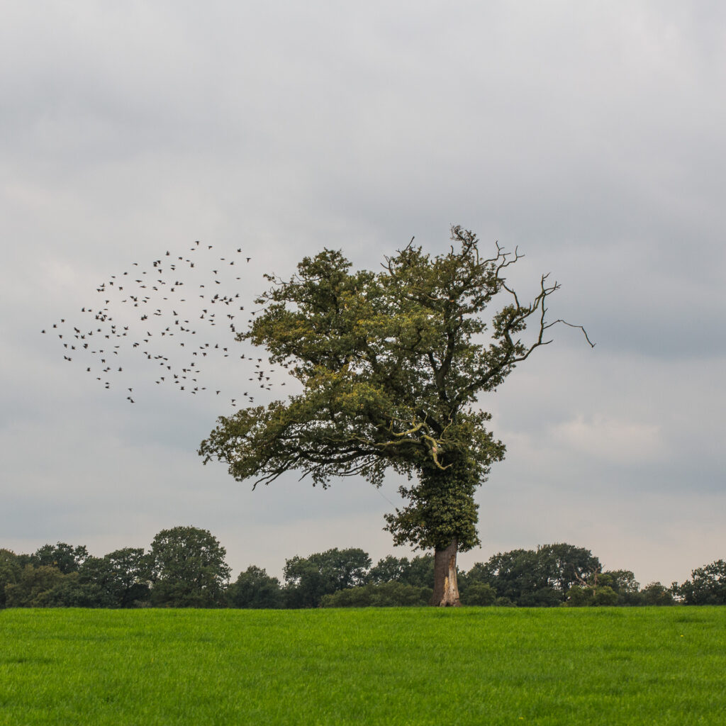 Vrijstaande eik op het weiland van de Deldeneresch met een zwerm vogels onder een bewolkte lucht