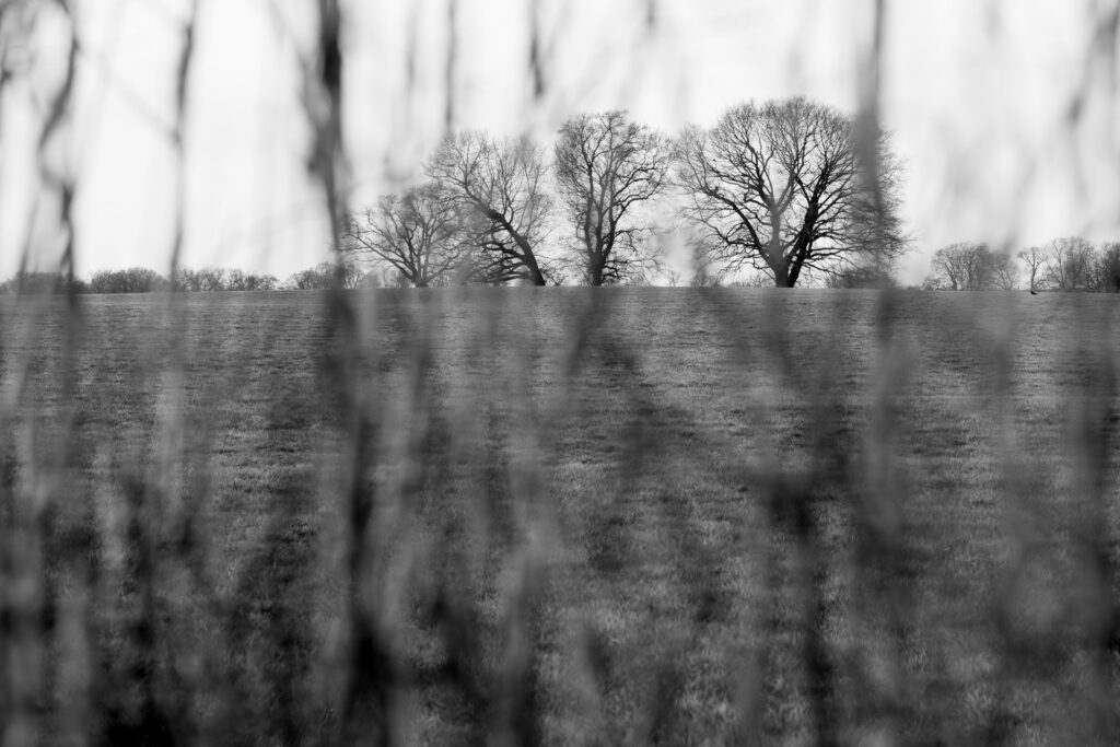Zwart-wit landschapsfoto met een onscherp doorkijkje naar kale bomen op de horizon